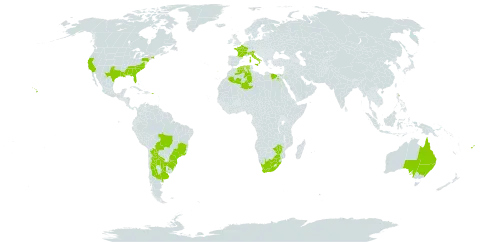 Heliotropium amplexicaule world distribution map, present in Argentina, Australia, Bolivia (Plurinational State of), Brazil, Algeria, Egypt, Fiji, France, Italy, Puerto Rico, Portugal, Uruguay, United States of America, South Africa, and Zimbabwe