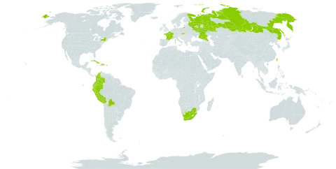 Heliotropium arborescens world distribution map, present in Bolivia (Plurinational State of), Cook Islands, Colombia, Cuba, Dominican Republic, Ecuador, France, Guam, Haiti, India, Niue, Peru, Puerto Rico, Portugal, Russian Federation, Slovakia, Taiwan, Province of China, United States of America, and South Africa