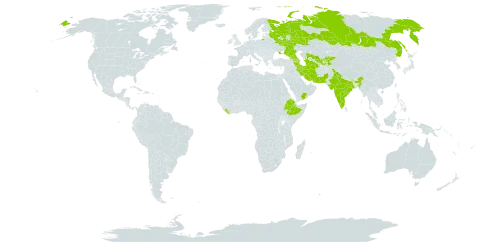 Heliotropium ellipticum world distribution map, present in Armenia, Azerbaijan, Ethiopia, Georgia, India, Iran (Islamic Republic of), Kyrgyzstan, Liberia, Pakistan, Russian Federation, Tajikistan, Turkmenistan, Ukraine, Uzbekistan, and Yemen