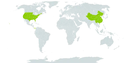 Heliotropium world distribution map, present in China, Panama, and United States of America