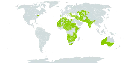 Heliotropium supinum world distribution map, present in Angola, Anguilla, Albania, Armenia, Australia, Benin, Bulgaria, Bosnia and Herzegovina, Botswana, Central African Republic, Cameroon, Cyprus, Djibouti, Algeria, Egypt, Spain, Ethiopia, France, Greece, Croatia, India, Iran (Islamic Republic of), Iraq, Israel, Italy, Kazakhstan, Kenya, Lebanon, Libya, Sri Lanka, Morocco, North Macedonia, Mali, Malta, Montenegro, Mozambique, Mauritania, Namibia, Niger, Nigeria, Pakistan, Portugal, Romania, Sudan, Senegal, Serbia, Syrian Arab Republic, Chad, Tajikistan, Turkmenistan, Tunisia, Turkey, Tanzania, United Republic of, Uganda, United States of America, Uzbekistan, South Africa, Zambia, and Zimbabwe