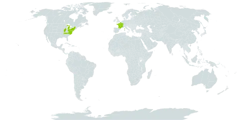 Helleborus viridis world distribution map, present in France and United States of America