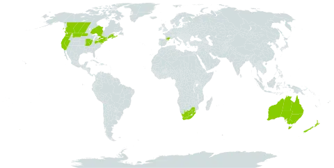 Helminthotheca echioides world distribution map, present in Australia, Canada, France, New Zealand, United States of America, and South Africa