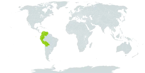 Hemionitis moritziana world distribution map, present in Bolivia (Plurinational State of), Colombia, Ecuador, Peru, and Venezuela (Bolivarian Republic of)