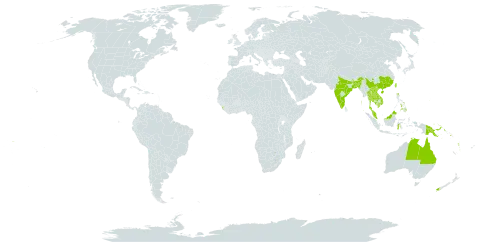 Hemionitis tenuifolia world distribution map, present in Australia, Bangladesh, China, Micronesia (Federated States of), Guam, Indonesia, India, Cambodia, Lao People's Democratic Republic, Sri Lanka, Northern Mariana Islands, Malaysia, Nepal, New Zealand, Pakistan, Philippines, Palau, Papua New Guinea, Singapore, Solomon Islands, Thailand, Taiwan, Province of China, Viet Nam, Vanuatu, and Samoa