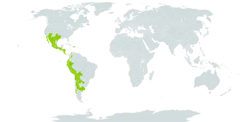 Hemionitis ternifolia world distribution map, present in Argentina, Bolivia (Plurinational State of), Chile, Colombia, Costa Rica, Dominican Republic, Ecuador, Guatemala, Honduras, Mexico, Nicaragua, Peru, United States of America, and Venezuela (Bolivarian Republic of)