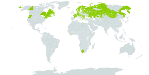 Heracleum sphondylium subsp. sibiricum world distribution map, present in Austria, Bulgaria, Bosnia and Herzegovina, Belarus, Canada, Czech Republic, Germany, Denmark, Estonia, Finland, France, United Kingdom of Great Britain and Northern Ireland, Greece, Croatia, Hungary, Italy, Kazakhstan, Liberia, Lithuania, Latvia, Moldova (Republic of), North Macedonia, Montenegro, Mongolia, Norway, Romania, Russian Federation, Serbia, Slovakia, Sweden, Ukraine, United States of America, and South Africa