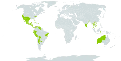 Herissantia crispa world distribution map, present in Anguilla, Argentina, Australia, Bahamas, Belize, Bolivia (Plurinational State of), Brazil, China, Colombia, Costa Rica, Cuba, Ecuador, Guadeloupe, Grenada, Guatemala, Guyana, Honduras, Indonesia, India, Jamaica, Saint Lucia, Sri Lanka, Mexico, Martinique, Nicaragua, Panama, Peru, Puerto Rico, Paraguay, El Salvador, Turks and Caicos Islands, Thailand, Trinidad and Tobago, United States of America, Saint Vincent and the Grenadines, Venezuela (Bolivarian Republic of), and Viet Nam