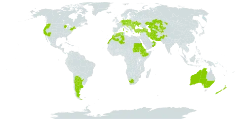 Herniaria hirsuta world distribution map, present in Afghanistan, Albania, United Arab Emirates, Argentina, Armenia, Australia, Austria, Azerbaijan, Belgium, Bulgaria, Bahrain, Bosnia and Herzegovina, Switzerland, Cyprus, Czech Republic, Germany, Algeria, Eritrea, Spain, Ethiopia, France, United Kingdom of Great Britain and Northern Ireland, Georgia, Greece, Croatia, Hungary, India, Iran (Islamic Republic of), Italy, Kazakhstan, Kyrgyzstan, Lebanon, Luxembourg, Morocco, North Macedonia, Malta, Montenegro, Netherlands, New Zealand, Oman, Pakistan, Poland, Portugal, Romania, Saudi Arabia, Sudan, Serbia, Slovakia, Slovenia, Tajikistan, Turkmenistan, Turkey, Ukraine, United States of America, Uzbekistan, and South Africa