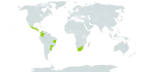 Heterocentron subtriplinervium world distribution map, present in Belize, Brazil, Colombia, Guatemala, Honduras, Jamaica, Mexico, Mauritius, Nicaragua, El Salvador, United States of America, and South Africa