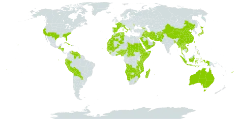 Heteropogon world distribution map, present in Afghanistan, Angola, Åland Islands, Albania, Andorra, Australia, Benin, Burkina Faso, Bangladesh, Belize, Bolivia (Plurinational State of), Botswana, Central African Republic, Switzerland, China, Cook Islands, Cabo Verde, Cuba, Djibouti, Dominica, Algeria, Ecuador, Eritrea, Spain, Ethiopia, Fiji, France, Georgia, Ghana, Guinea, Gambia, Guinea-Bissau, Guatemala, Guyana, Honduras, Haiti, Indonesia, Iran (Islamic Republic of), Iraq, Italy, Jamaica, Japan, Kenya, Lao People's Democratic Republic, Lesotho, Morocco, Moldova (Republic of), Madagascar, Mali, Myanmar, Mozambique, Mauritania, Mauritius, Namibia, Nigeria, Nicaragua, Nepal, Oman, Pakistan, Peru, Philippines, Puerto Rico, Paraguay, Réunion, Rwanda, Saudi Arabia, Sudan, Senegal, Sierra Leone, Somalia, eSwatini, Seychelles, Chad, Togo, Thailand, Tonga, Tunisia, Taiwan, Province of China, Tanzania, United Republic of, Uganda, United States of America, Venezuela (Bolivarian Republic of), Viet Nam, Wallis and Futuna, Samoa, Yemen, Zambia, and Zimbabwe