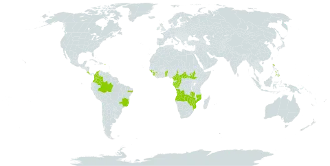 Heterotis rotundifolia world distribution map, present in Angola, Benin, Brazil, Central African Republic, Cameroon, Congo, Colombia, Costa Rica, Micronesia (Federated States of), Gabon, Guinea, Guinea-Bissau, Equatorial Guinea, Mozambique, Philippines, Puerto Rico, Sierra Leone, South Sudan, Sao Tome and Principe, Togo, Trinidad and Tobago, Zambia, and Zimbabwe