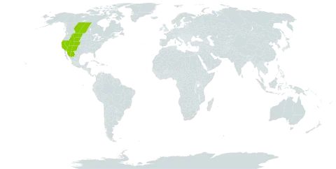 Heuchera parvifolia world distribution map, present in Canada, Mexico, and United States of America