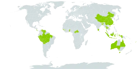 Hevea brasiliensis world distribution map, present in Andorra, Australia, Benin, Bangladesh, Bolivia (Plurinational State of), Brazil, Central African Republic, China, Costa Rica, Fiji, Guinea, Guinea-Bissau, Indonesia, India, Peru, Togo, Thailand, Taiwan, Province of China, United States of America, and Venezuela (Bolivarian Republic of)