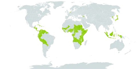 Hexasepalum world distribution map, present in Aruba, Angola, Åland Islands, Benin, Burkina Faso, Belize, Bolivia (Plurinational State of), Central African Republic, Congo, Colombia, Cabo Verde, Costa Rica, Cuba, Dominica, Ecuador, Ethiopia, Micronesia (Federated States of), Gabon, Georgia, Ghana, Guinea, Gambia, Guinea-Bissau, Guatemala, Guyana, Honduras, Haiti, Indonesia, Jamaica, Japan, Kenya, Liberia, Mali, Mozambique, Malaysia, Nigeria, Nicaragua, Netherlands, Panama, Peru, Puerto Rico, Korea (Democratic People's Republic of), Paraguay, Sudan, Senegal, Sierra Leone, Somalia, Suriname, Chad, Togo, Tanzania, United Republic of, Uganda, Venezuela (Bolivarian Republic of), Zambia, and Zimbabwe