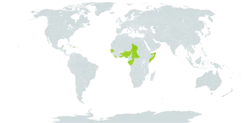 Hexasepalum scandens world distribution map, present in Benin, Burkina Faso, Central African Republic, Congo, Dominica, Gabon, Ghana, Guinea-Bissau, Haiti, Liberia, Nigeria, Senegal, Somalia, Chad, and Togo