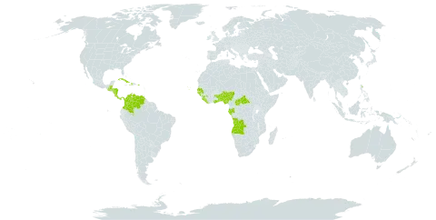 Hexasepalum serrulatum world distribution map, present in Angola, Benin, Belize, Central African Republic, Colombia, Cabo Verde, Costa Rica, Cuba, Dominica, Gabon, Ghana, Guinea, Guinea-Bissau, Guatemala, Honduras, Haiti, Liberia, Nigeria, Nicaragua, Panama, Puerto Rico, Senegal, Sierra Leone, Togo, and Venezuela (Bolivarian Republic of)