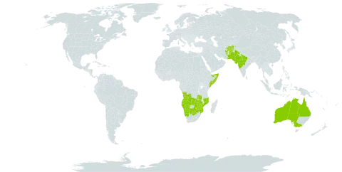 Hibiscus caesius world distribution map, present in Afghanistan, Angola, Australia, Botswana, India, Mozambique, Namibia, Pakistan, Somalia, South Africa, Zambia, and Zimbabwe