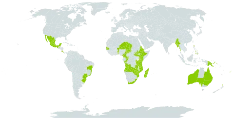 Hibiscus diversifolius world distribution map, present in Angola, Australia, Burundi, Benin, Burkina Faso, Belize, Brazil, Cameroon, Congo, Costa Rica, Eritrea, Ethiopia, Fiji, Kenya, Madagascar, Mexico, Myanmar, Mozambique, Mauritius, Malawi, Niger, New Zealand, Philippines, Papua New Guinea, Rwanda, Senegal, South Sudan, Chad, Tanzania, United Republic of, Uganda, South Africa, Zambia, and Zimbabwe