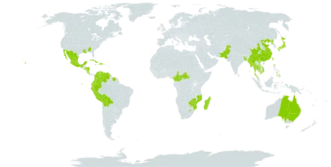 Hibiscus mutabilis world distribution map, present in Australia, Bangladesh, Bolivia (Plurinational State of), Barbados, Central African Republic, China, Cameroon, Cook Islands, Colombia, Costa Rica, Cuba, Dominican Republic, Ecuador, Fiji, Micronesia (Federated States of), Guadeloupe, Guam, Honduras, Haiti, India, Jamaica, Japan, Cambodia, Madagascar, Mexico, Marshall Islands, Myanmar, Mozambique, Martinique, Mauritius, Nicaragua, Niue, Nepal, Pakistan, Peru, Philippines, Palau, Korea (Democratic People's Republic of), Réunion, El Salvador, Sao Tome and Principe, Suriname, Thailand, Trinidad and Tobago, Taiwan, Province of China, United States of America, Venezuela (Bolivarian Republic of), Viet Nam, South Africa, and Zimbabwe