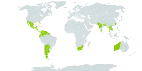 Hibiscus radiatus world distribution map, present in Argentina, Australia, Bangladesh, China, Colombia, Ecuador, Guadeloupe, Guyana, Honduras, India, Jamaica, Cambodia, Lao People's Democratic Republic, Saint Lucia, Mexico, Myanmar, Martinique, Nicaragua, Nepal, Panama, Philippines, Paraguay, El Salvador, Suriname, Thailand, Trinidad and Tobago, United States of America, Venezuela (Bolivarian Republic of), Viet Nam, and South Africa