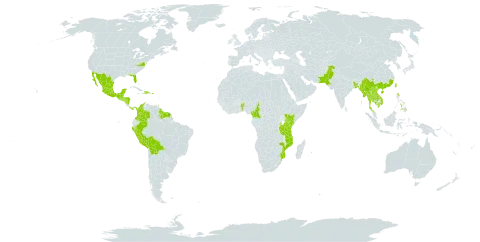 Hibiscus schizopetalus world distribution map, present in Benin, Bonaire, Sint Eustatius and Saba, Burkina Faso, Bangladesh, Belize, Bolivia (Plurinational State of), China, Cameroon, Cook Islands, Colombia, Dominica, Dominican Republic, Fiji, Micronesia (Federated States of), Guatemala, French Guiana, Guam, Guyana, Honduras, Haiti, India, Jamaica, Kenya, Cambodia, Lao People's Democratic Republic, Mexico, Marshall Islands, Myanmar, Mozambique, Mauritius, Nicaragua, Niue, Nepal, Pakistan, Panama, Peru, Philippines, Palau, Puerto Rico, Réunion, El Salvador, Suriname, Thailand, Tonga, Trinidad and Tobago, Taiwan, Province of China, Tanzania, United Republic of, United States of America, and Viet Nam