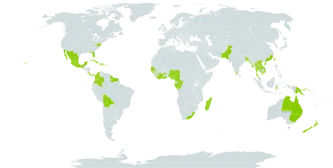 Hibiscus tilliaceus world distribution map, present in Angola, American Samoa, French Southern Territories, Australia, Bangladesh, Bahamas, Bolivia (Plurinational State of), Brunei Darussalam, China, Côte d'Ivoire, Cameroon, Congo, Cook Islands, Colombia, Costa Rica, Cuba, Dominican Republic, Fiji, Micronesia (Federated States of), Gabon, Ghana, Guinea, Gambia, Guinea-Bissau, Equatorial Guinea, French Guiana, Guam, Guyana, Haiti, Indonesia, India, Jamaica, Japan, Cambodia, Kiribati, Lao People's Democratic Republic, Liberia, Sri Lanka, Madagascar, Maldives, Mexico, Marshall Islands, Myanmar, Northern Mariana Islands, Mauritius, Mayotte, Nigeria, Niue, Nauru, New Zealand, Pakistan, Panama, Philippines, Palau, Papua New Guinea, Puerto Rico, Réunion, Senegal, Singapore, Sao Tome and Principe, Suriname, Seychelles, Thailand, Tokelau, Tonga, Trinidad and Tobago, Taiwan, Province of China, United States Minor Outlying Islands, United States of America, Viet Nam, Wallis and Futuna, Samoa, and South Africa