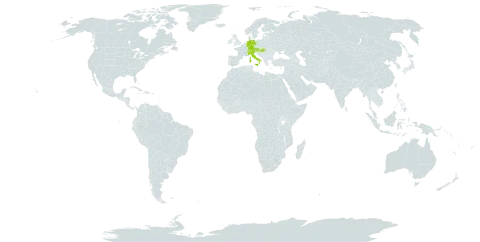 Hieracium glaucinum subsp. pseudocyaneum world distribution map, present in Austria, Switzerland, Germany, France, Hungary, and Italy