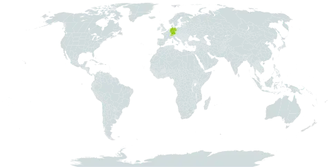 Hieracium jurassicum subsp. tephroprenanthes world distribution map, present in Switzerland and Germany