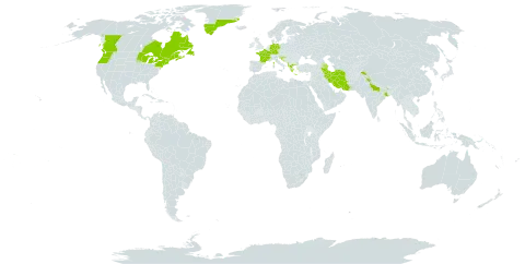 Hieracium lachenalii subsp. lachenalii world distribution map, present in Albania, Andorra, American Samoa, Azerbaijan, Canada, Germany, France, Greece, Greenland, Croatia, India, Iran (Islamic Republic of), Pakistan, Slovenia, and United States of America