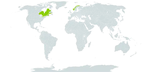 Hieracium laevigatum subsp. tridentatum world distribution map, present in Canada and Norway