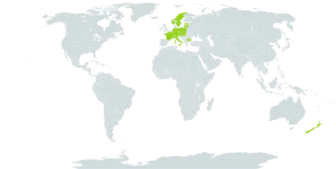 Hieracium levicaule subsp. lepidulum world distribution map, present in Austria, Bulgaria, Switzerland, Czech Republic, Germany, Estonia, France, United Kingdom of Great Britain and Northern Ireland, Hungary, Italy, Lithuania, Latvia, Norway, New Zealand, Poland, Slovakia, and Sweden