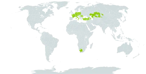 Hieracium prenanthoides subsp. strictissimum world distribution map, present in Austria, Azerbaijan, Bosnia and Herzegovina, Switzerland, Czech Republic, Germany, France, Georgia, Italy, Kazakhstan, Liechtenstein, Montenegro, Poland, Romania, Slovakia, Turkey, and South Africa