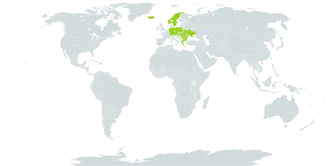 Hieracium schmidtii subsp. schmidtii world distribution map, present in Austria, Bulgaria, Bosnia and Herzegovina, Switzerland, Czech Republic, Germany, France, United Kingdom of Great Britain and Northern Ireland, Greece, Hungary, Iceland, Norway, Poland, Romania, Serbia, Sweden, and Ukraine