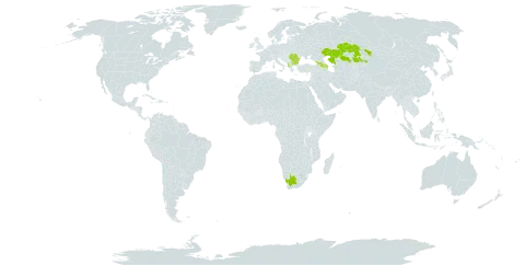 Hieracium transiens subsp. erythrocarpum world distribution map, present in Albania, Armenia, Azerbaijan, Bulgaria, Georgia, Kazakhstan, North Macedonia, Romania, Serbia, and South Africa