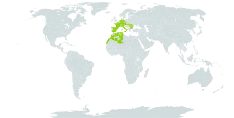 Himantoglossum hircinum var. hircinum world distribution map, present in Austria, Bulgaria, Switzerland, Czech Republic, Germany, Algeria, Spain, France, Hungary, Italy, Morocco, Netherlands, Romania, and Tunisia