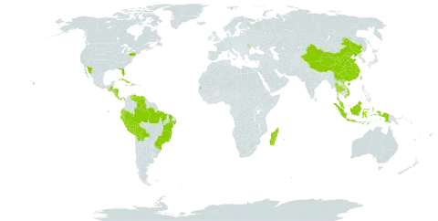 Hippobroma longiflora world distribution map, present in Andorra, Belize, Bolivia (Plurinational State of), Brazil, China, Cook Islands, Costa Rica, Cuba, Dominica, Ecuador, Fiji, Guatemala, Honduras, Haiti, Indonesia, Jamaica, Moldova (Republic of), Madagascar, Mexico, Mauritius, Malaysia, Nicaragua, Panama, Peru, Puerto Rico, Réunion, Seychelles, Thailand, Tonga, Taiwan, Province of China, United States of America, Venezuela (Bolivarian Republic of), and Viet Nam