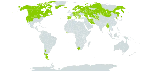 Hippuris vulgaris world distribution map, present in Afghanistan, Argentina, Armenia, Austria, Azerbaijan, Belgium, Bulgaria, Belarus, Canada, Switzerland, Chile, China, Czech Republic, Germany, Denmark, Spain, Estonia, Finland, France, United Kingdom of Great Britain and Northern Ireland, Georgia, Greece, Greenland, Croatia, Hungary, Iran (Islamic Republic of), Iceland, Italy, Japan, Kazakhstan, Kyrgyzstan, Liberia, Liechtenstein, Lithuania, Luxembourg, Latvia, Mexico, North Macedonia, Malta, Myanmar, Montenegro, Mongolia, Netherlands, Norway, Pakistan, Poland, Korea (Democratic People's Republic of), Portugal, Romania, Russian Federation, Saint Pierre and Miquelon, Serbia, Slovakia, Slovenia, Sweden, Tajikistan, Ukraine, United States of America, Uzbekistan, and South Africa