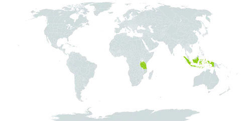 Holcolemma canaliculatum world distribution map, present in Indonesia and Tanzania, United Republic of