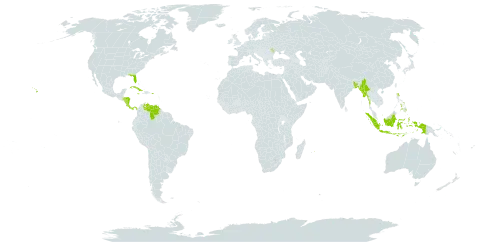 Holmskioldia world distribution map, present in Bangladesh, Costa Rica, Cuba, Dominica, Honduras, Indonesia, Jamaica, Moldova (Republic of), Myanmar, Mauritius, Nicaragua, Nepal, Panama, Philippines, Puerto Rico, United States of America, and Venezuela (Bolivarian Republic of)