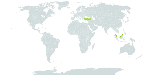 Homalium minahassae world distribution map, present in Indonesia, Malaysia, and Turkey