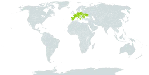 Homogyne alpina subsp. alpina world distribution map, present in Albania, Andorra, Austria, Bulgaria, Bosnia and Herzegovina, Switzerland, Czech Republic, Germany, Spain, France, United Kingdom of Great Britain and Northern Ireland, Croatia, Italy, Liechtenstein, North Macedonia, Montenegro, Poland, Romania, Serbia, Slovakia, Slovenia, and Ukraine