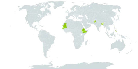 Hoppea dichotoma world distribution map, present in Bangladesh, Ethiopia, India, Mauritania, Pakistan, Philippines, and Senegal