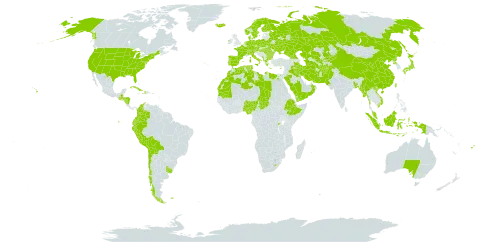 Hordeum world distribution map, present in Afghanistan, Åland Islands, Albania, Australia, Austria, Bangladesh, Bulgaria, Belarus, Bermuda, Bolivia (Plurinational State of), Switzerland, Chile, China, Colombia, Cuba, Cyprus, Czech Republic, Germany, Dominica, Denmark, Algeria, Ecuador, Egypt, Spain, Ethiopia, Finland, Fiji, Falkland Islands (Malvinas), France, Micronesia (Federated States of), Georgia, Greece, Guatemala, Honduras, Haiti, Hungary, Indonesia, Ireland, Iran (Islamic Republic of), Iraq, Iceland, Italy, Japan, Kazakhstan, Kyrgyzstan, Kuwait, Libya, Lesotho, Morocco, Myanmar, Montenegro, Mauritania, Malaysia, Norfolk Island, Nigeria, Nicaragua, Netherlands, Norway, Nepal, Oman, Pakistan, Peru, Palau, Poland, Korea (Democratic People's Republic of), Portugal, Romania, Russian Federation, Rwanda, Saudi Arabia, Singapore, Sweden, Turks and Caicos Islands, Chad, Turkmenistan, Tunisia, Taiwan, Province of China, Ukraine, Uruguay, United States of America, Uzbekistan, Viet Nam, and Yemen