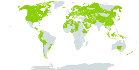 Hordeum vulgare world distribution map, present in Afghanistan, Åland Islands, Albania, Australia, Austria, Bangladesh, Belarus, Bolivia (Plurinational State of), Brazil, Canada, Switzerland, Chile, China, Colombia, Cuba, Cyprus, Czech Republic, Germany, Dominica, Denmark, Algeria, Ecuador, Egypt, Spain, Ethiopia, Finland, Fiji, France, Micronesia (Federated States of), Guatemala, Honduras, Haiti, Hungary, Indonesia, Iran (Islamic Republic of), Iraq, Iceland, Italy, Japan, Kazakhstan, Kyrgyzstan, Kuwait, Libya, Morocco, Myanmar, Montenegro, Mauritania, Malaysia, Nigeria, Nicaragua, Netherlands, Norway, Nepal, New Zealand, Oman, Pakistan, Peru, Palau, Poland, Korea (Democratic People's Republic of), Portugal, Romania, Russian Federation, Rwanda, Saudi Arabia, Singapore, Sweden, Turks and Caicos Islands, Chad, Turkmenistan, Tunisia, Taiwan, Province of China, Ukraine, Uruguay, United States of America, Uzbekistan, Viet Nam, and Yemen