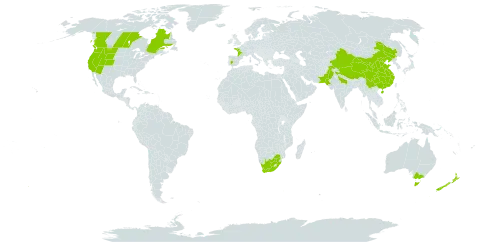 Hornungia procumbens world distribution map, present in Australia, Canada, China, Spain, France, India, New Zealand, Pakistan, United States of America, and South Africa