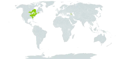 Houstonia canadensis world distribution map, present in Canada, Micronesia (Federated States of), Georgia, and United States of America