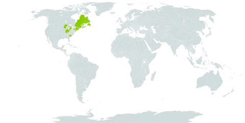 Hudsonia ericoides world distribution map, present in Canada, France, Saint Pierre and Miquelon, and United States of America