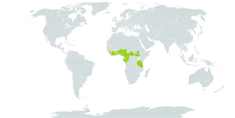 Hugonia platysepala world distribution map, present in Angola, Benin, Central African Republic, Côte d'Ivoire, Cameroon, Congo, Gabon, Ghana, Guinea, Equatorial Guinea, Liberia, Nigeria, Sierra Leone, South Sudan, Togo, Tanzania, United Republic of, and Uganda