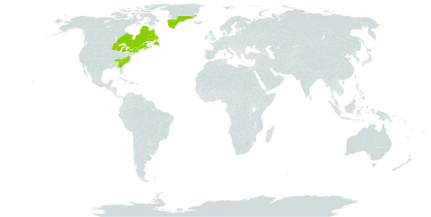 Huperzia appalachiana world distribution map, present in Canada, Greenland, Saint Pierre and Miquelon, and United States of America